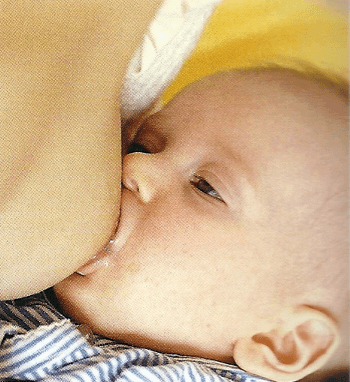 Die Milchbildung -Stillen das beste für Ihr Kind